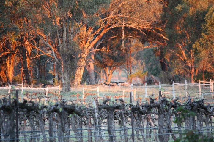 a herd of giraffe standing next to a tree