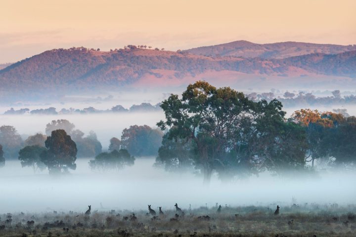 a herd of sheep standing next to a body of water