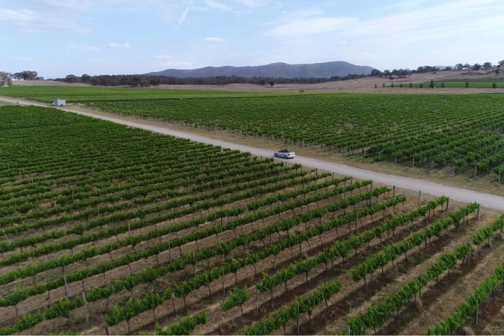 a train on a lush green field